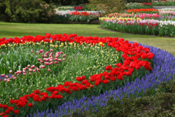Wonderful-Flower-Garden-with-Arrangement-Beautiful