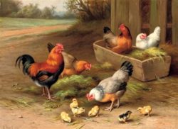 edgar-hunt-farmyard-chickens