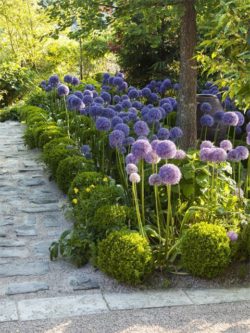 Printemps Allium ‘Globemaster’   Buxus sempervirens ‘Suffruticosa’ Les Jardins Agapanthe 76 France