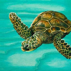 hilahila-shy-sea-turtle-emily-brantley