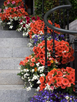 24flower-pots-on-stairs