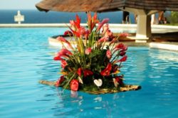 143016-638x424r1-Tropical-Pool-Flowers1