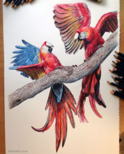 8-bird-drawings-realistic
