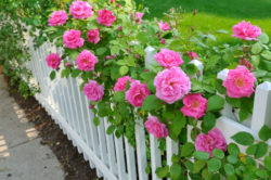 Garden-Fence-Pink-Roses-01