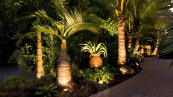 exploit-palm-tree-landscaping-sarasota-florida-with-tropical-trees-youtube