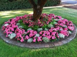 flower-beds-around-trees-designs-tree-bed-classia_162968