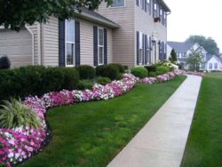 bushes-and-plants-for-landscaping-mesmerizing-green-rectangle-modern-grass-front-yard-plants-decorative-mixed-flowers-plants-ideas-bushes-plants-landscaping