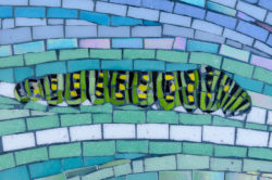 mosaic-swallowtail-caterpillar