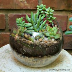 succulents-in-a-glass-bowl