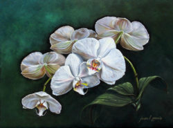 white-orchids-joan-garcia