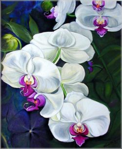 whiteorchids