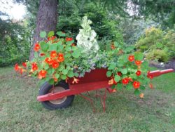 Botanical-Garden-Wheelbarrow