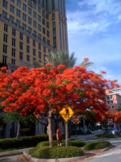 Coral Gables - Miracle Mile blooming Poinciana