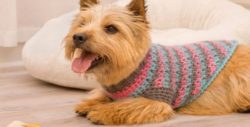 Crochet-Ladida-Dog-Sweater-620x315