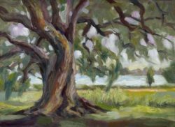 Old Soul live oak tree White Rock Lake 12x16 oil painting Niki Gulley