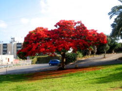 Royal Poinciana (Delonix regia) tree in Tel Aviv, wallpaper