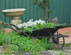 antique-wheelbarrow-planter