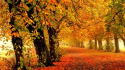 autumn-3840x2160-park-forest-leaves-4k-588