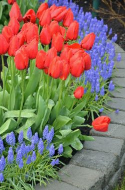 depositphotos_32753235-stock-photo-red-tulips-and-bluebell-flowers