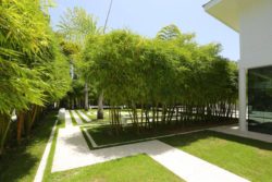 landscape-design-with-ornamental-bamboo-yard