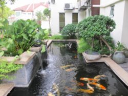 koi fish garden