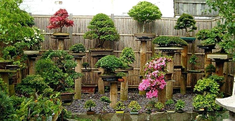 bonsai-gardening-my-garden-free-download-bonsai-gardening-secretspdf