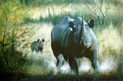 charging-black-rhino