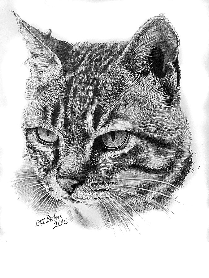 cat-drawing-tabby