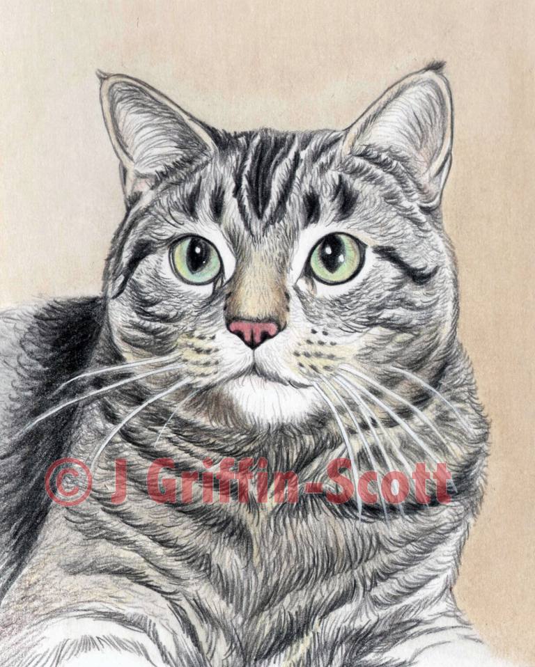 cat-portrait-9-56a26d8d3df78cf772758d51
