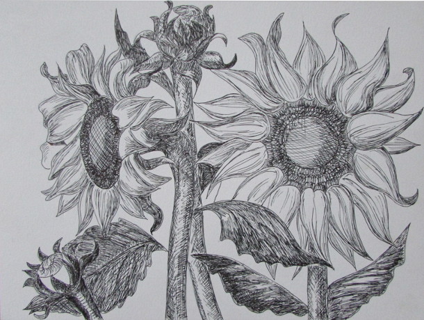 SunflowersInk