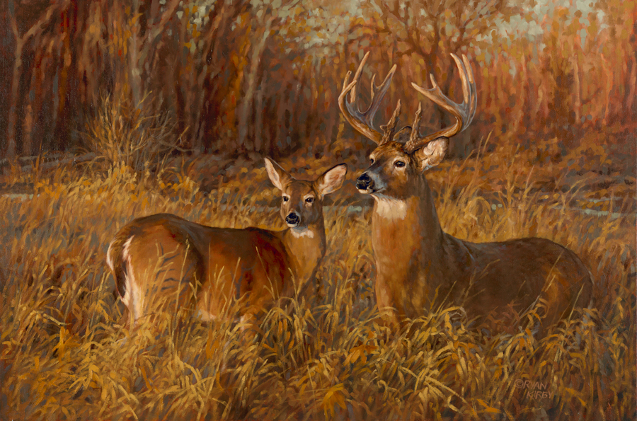 Copyright-Ryan-Kirby-Whitetail-Deer-Painting-Creekbottom-Counterparts