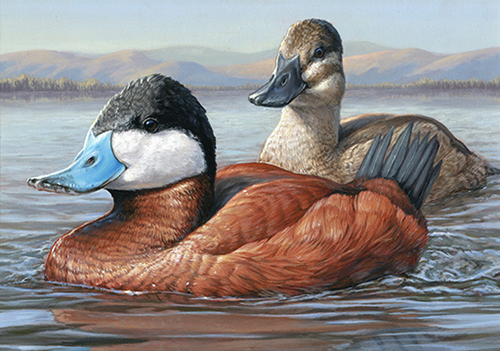 2014-Federal-Duck-stamp-winner-500